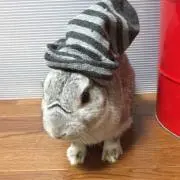 しめじん