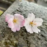 夕雨