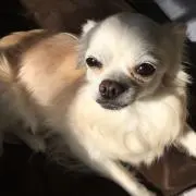 ハルの画像