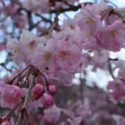 ‪☆の画像