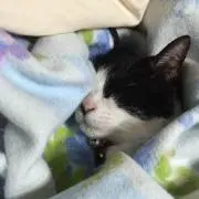 みかん大好きニャンコ☆プロフ必読!