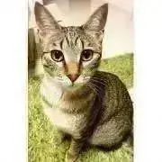 ねこ1123の画像