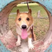 kon