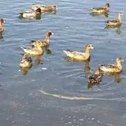 シービーの画像