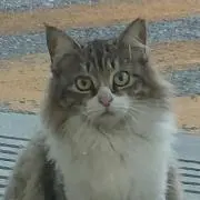 マーク