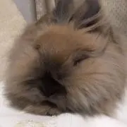 ライオンラビ モカの画像