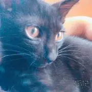 amigo
