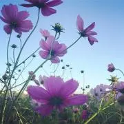 みいの画像
