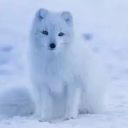 ぽむままの画像