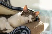kiyoの画像