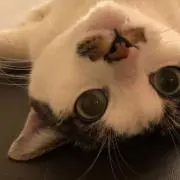 にのみや