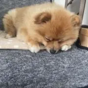 たんたんの画像