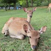 鹿まるの画像