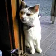 タマの画像