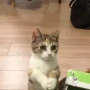 佐藤の画像