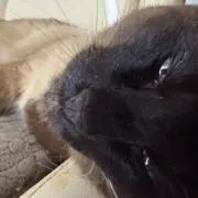 にゃんころもち プロフ確認お願いしますの画像