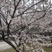 スミレの画像