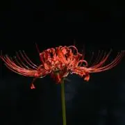 Dの画像