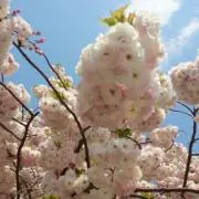 りんりん
