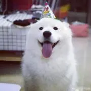 げん