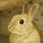 ウランちゃんの画像