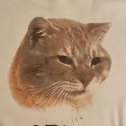 モリスの画像