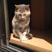きい