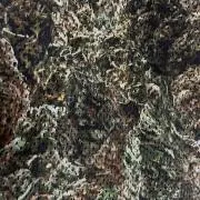 555の画像