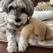 zizoの画像