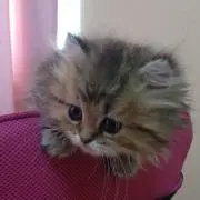 RIHOの画像