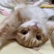 きんぎょの画像