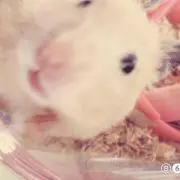 こけし