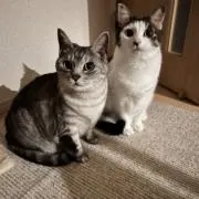 ハルハルの画像