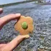 さよの画像