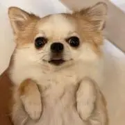シー