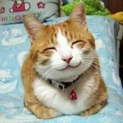 まるこっこの画像