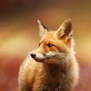 かなめ