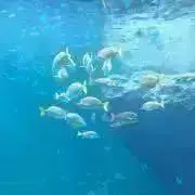 りんご①⑤の画像