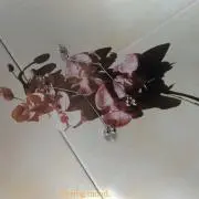 Maran【9/15まで限定セール中】の画像