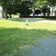 ぴよまま