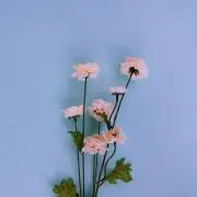 sの画像