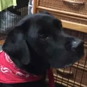 こたろうの画像