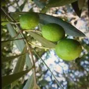 オリーブ⭐︎の画像