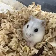 すい