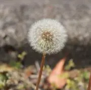 ぴーすけの画像