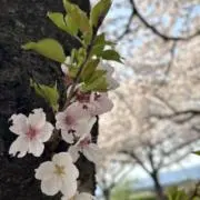 ちぃの画像