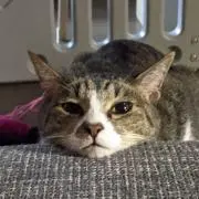 てってっての画像