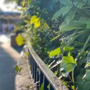 Ruiの画像
