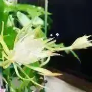 マロ♠︎増え過ぎた植物♣︎収納庫からの画像