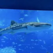 やま